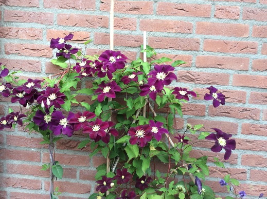 bloeiende buitenplant