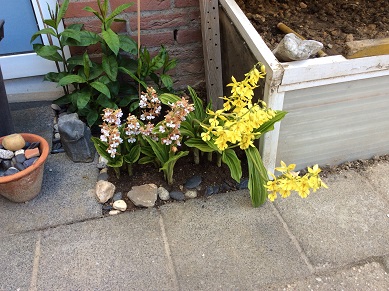 bloeiende tuin orchidee