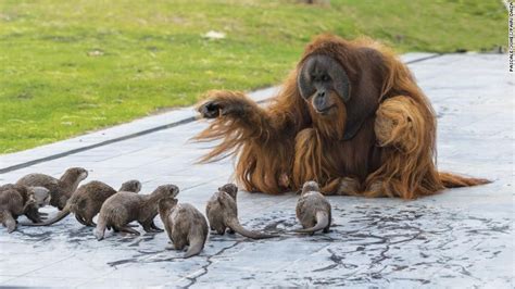 Orang-oetang