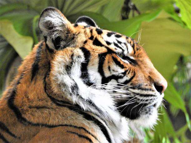 Een prachtig hoofd van een tijger